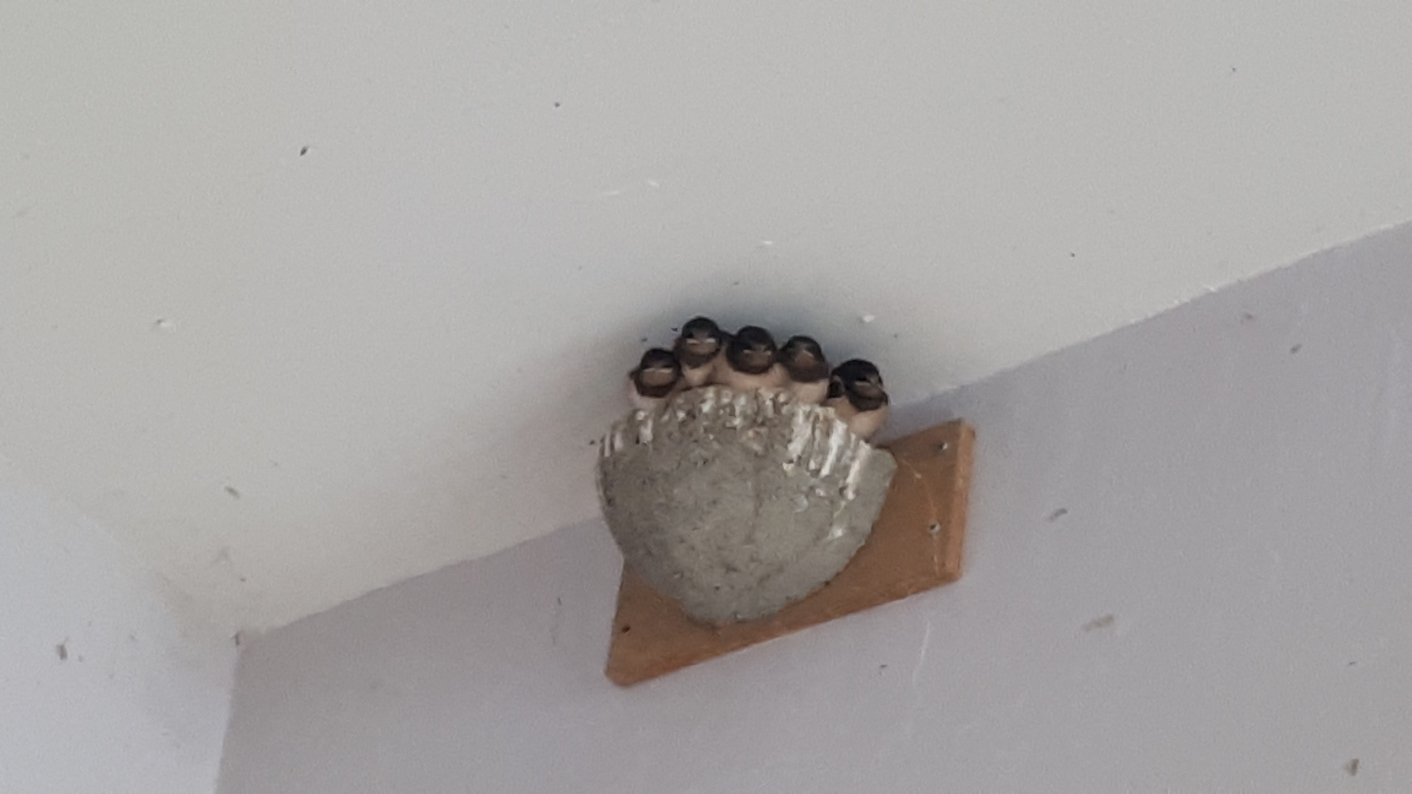 Rauchschwalben Nest